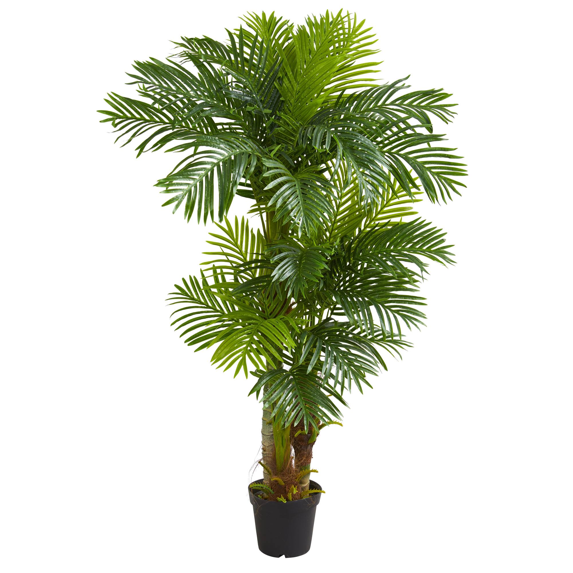 6ft. Potted Hawaii Palm